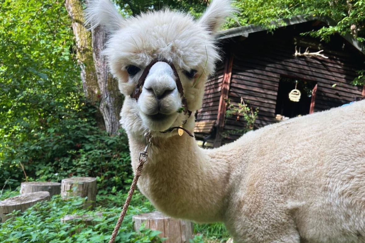 Alpaka Wanderung (Weinprobe)