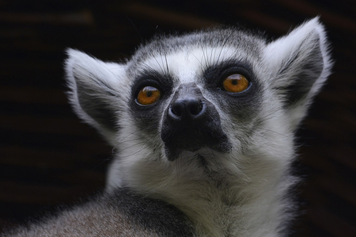 Fotokurs mit Fototour: Allwetter-Zoo