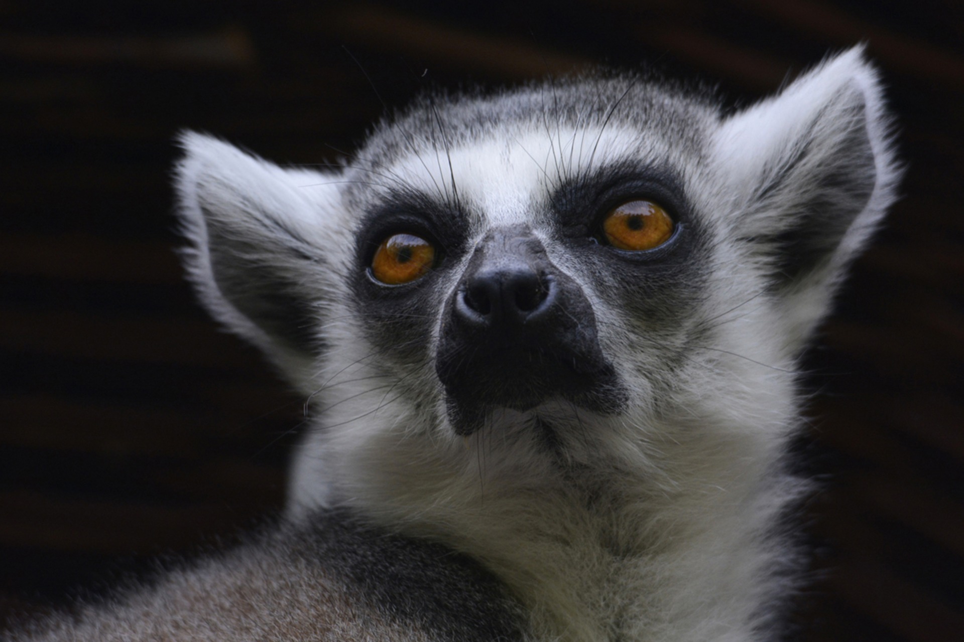 Fotokurs mit Fototour: Allwetter-Zoo
