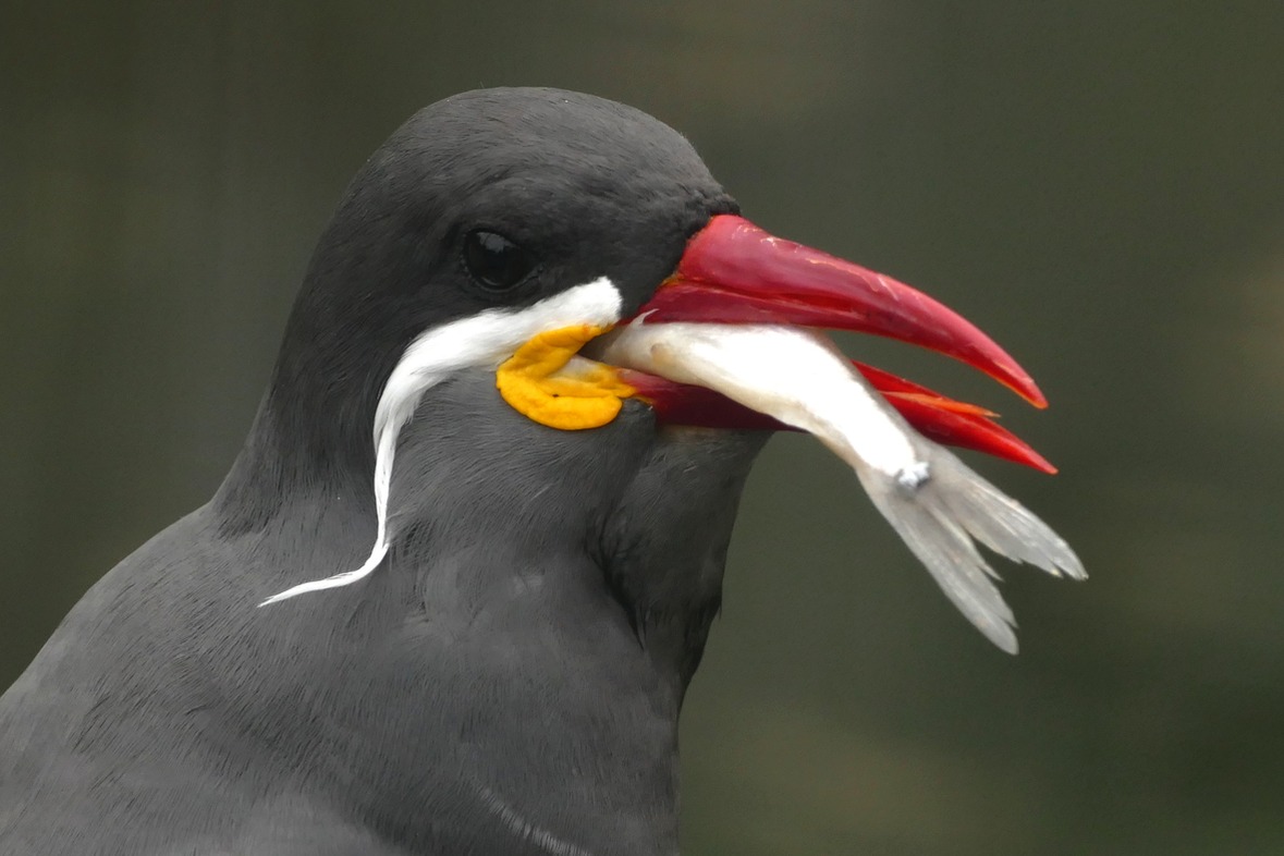 Fotokurs mit Fototour: Zoo