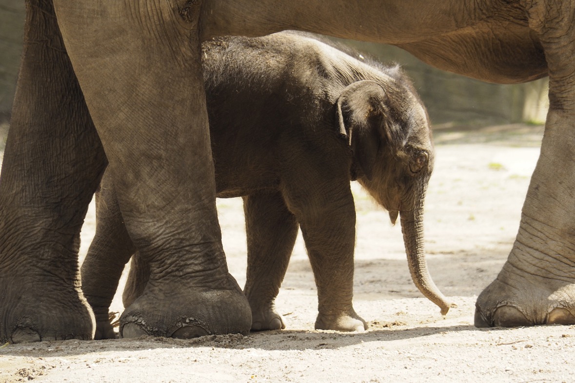 Fotokurs mit Fototour: Tierpark Hagenbeck
