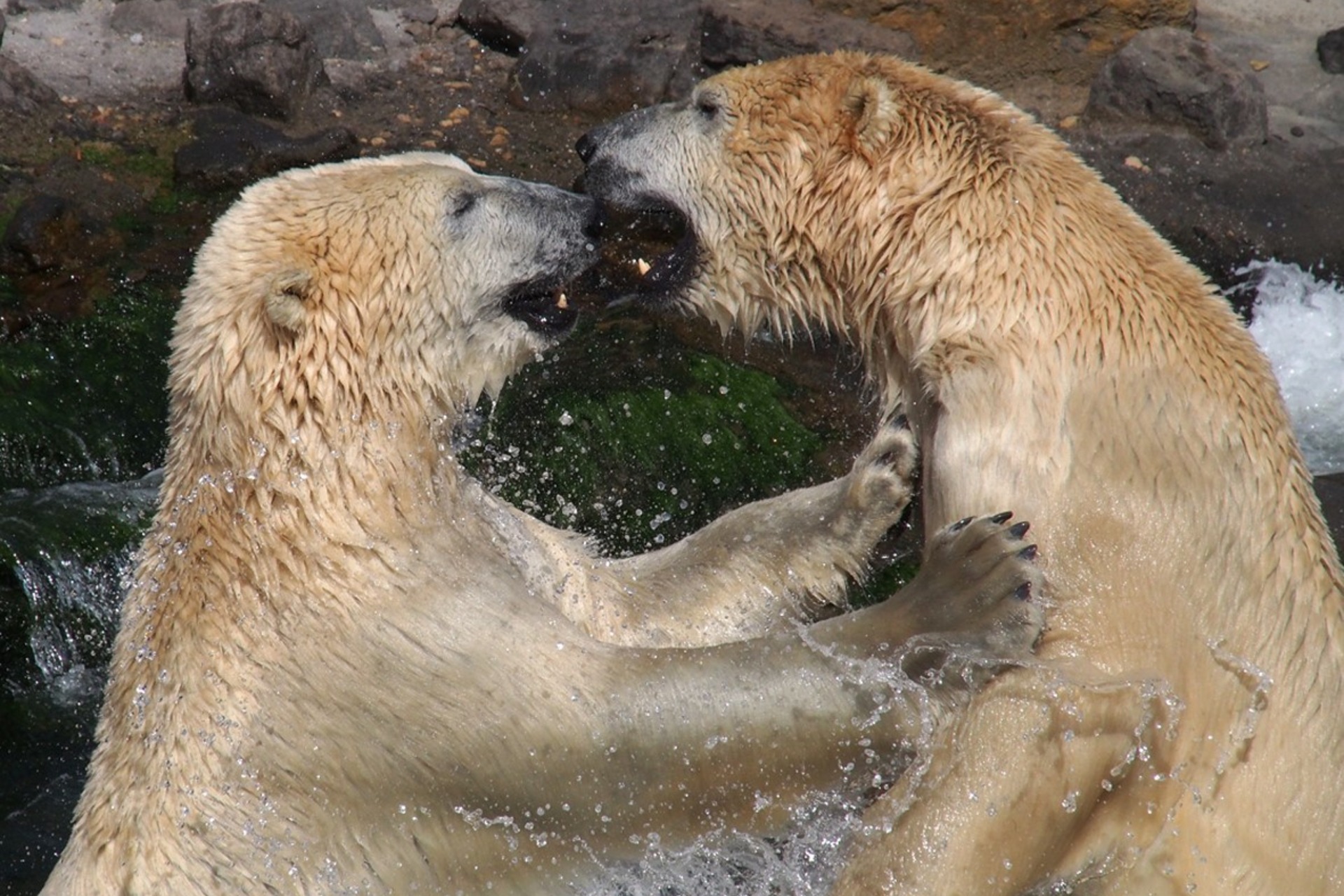 Fotokurs mit Fototour: Erlebnis-Zoo