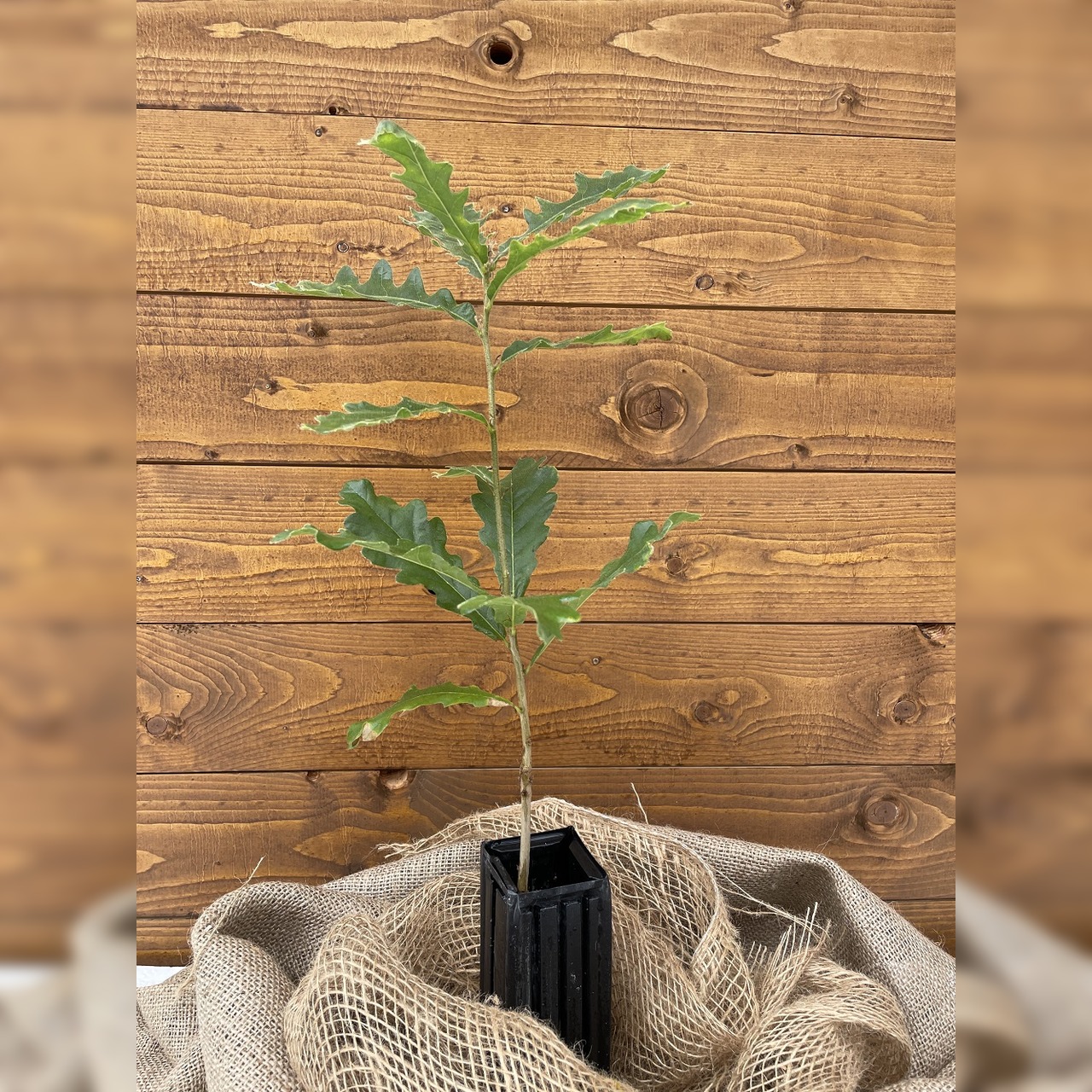 Trüffelbaum "Zerreiche"