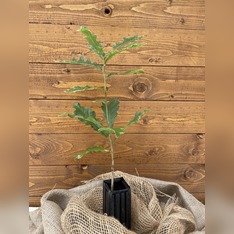 Trüffelbaum "Zerreiche"