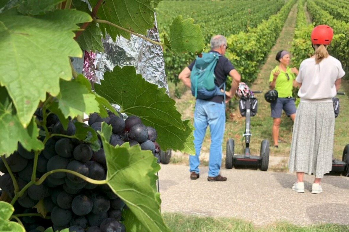 Segway Tour: Heilbronn Weinerlebnistour