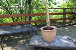 Pflanzkübel für Palmen - draußen: Tipps zu großen XXL Töpfen für den Garten, Balkon & Terrasse