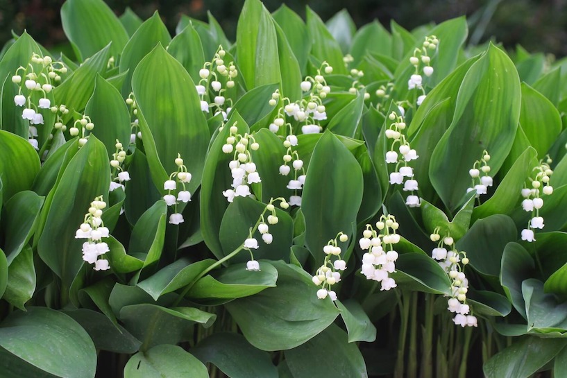 Maiglöckchen, Halbschattengewächs, Bodendecker, Natur, grün, Wald, rote Früchte