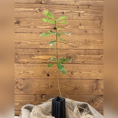 Trüffelbaum "Stieleiche"