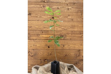 Trüffelbaum "Stieleiche"