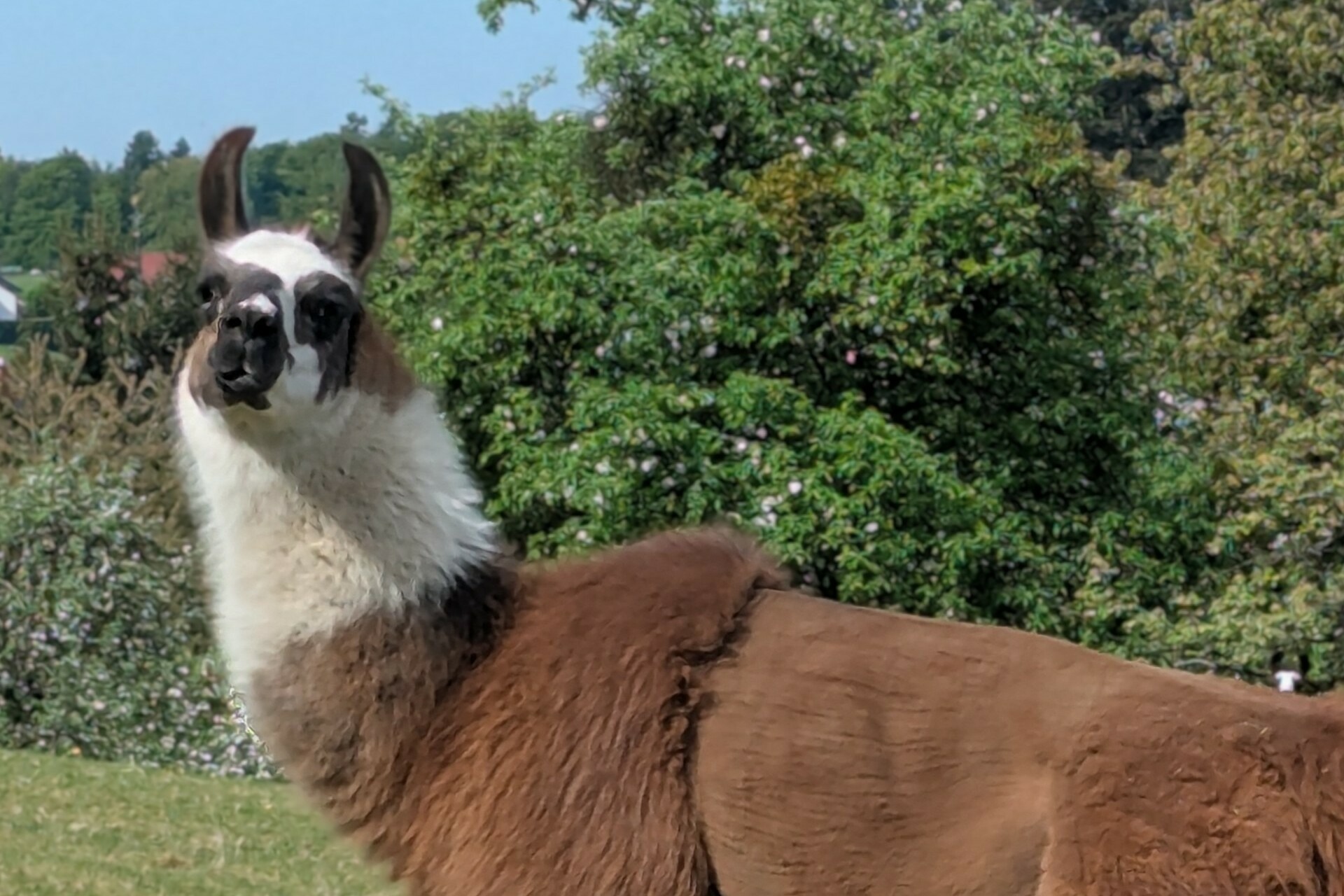 Lama Trekking