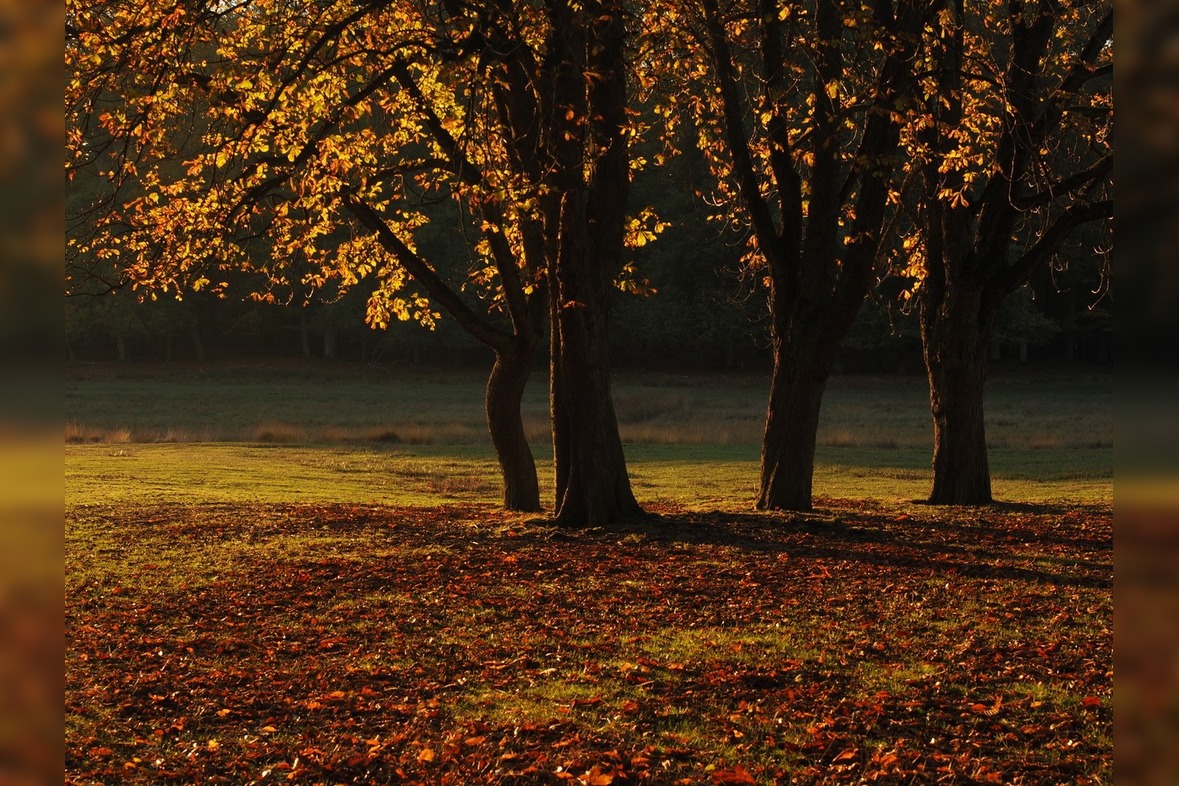 Fotokurs mit Fototour: Wildpark