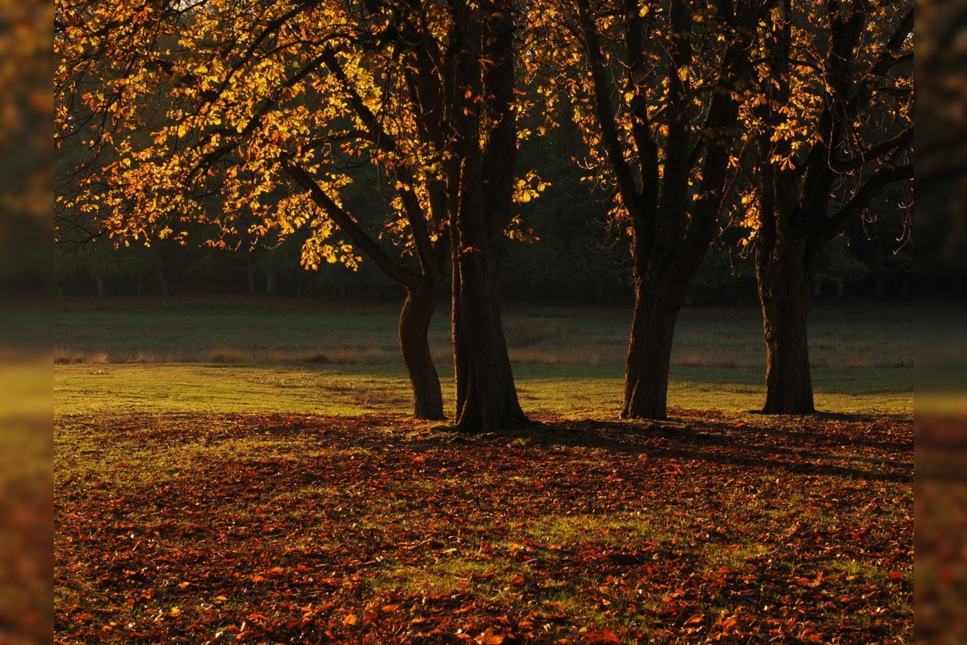 Fotokurs mit Fototour: Wildpark
