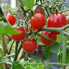 Tomate "Ampeltomate" -BIO-Balkontomate [samenfest]