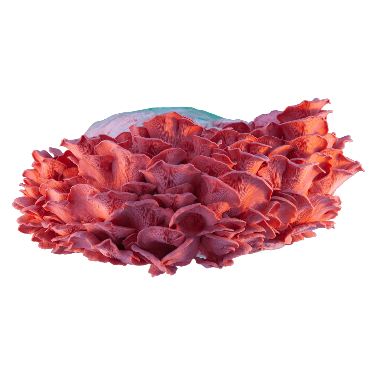 Rosenseitling Zucht Set