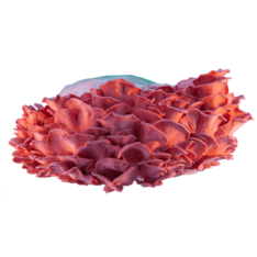 Rosenseitling Zucht Set