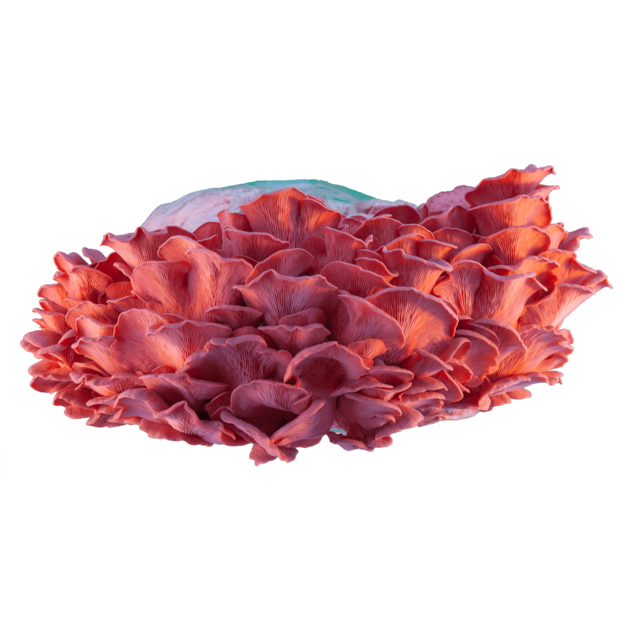 Rosenseitling Zucht Set