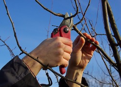 Baumschnitt - Bäume & Obstbäume schneiden - Anleitung mit Video Baumschnitt - Bäume & Obstbäume schneiden - Anleitung mit Video